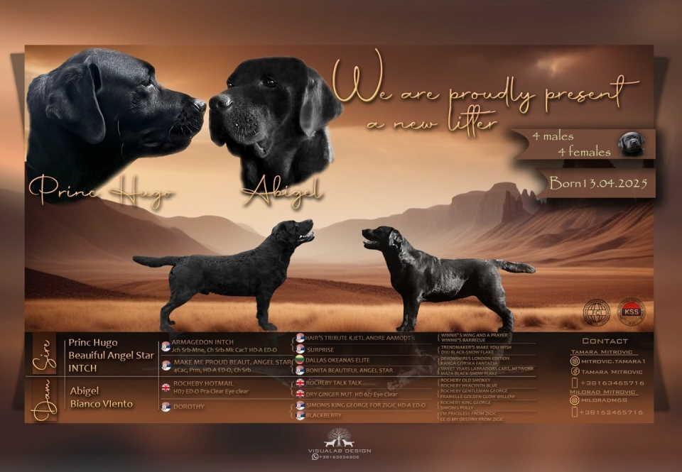 Na-prodaju-stenci-Labrador-retriver