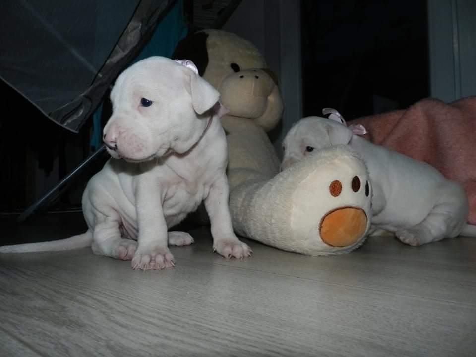 Prodajem-štence-Dogo-Argentino