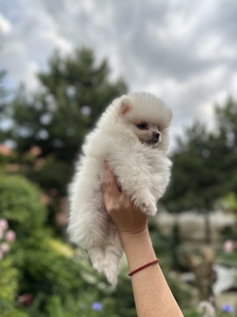 Pomeranci