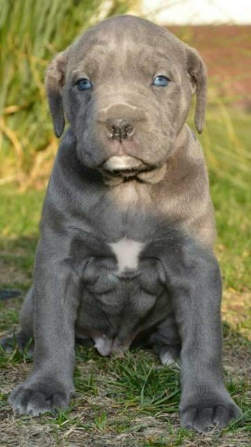 Cane-Corso--zenkice