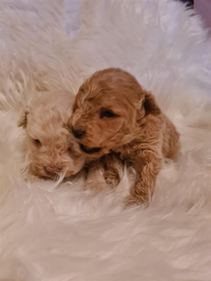 Maltipoo-štenci