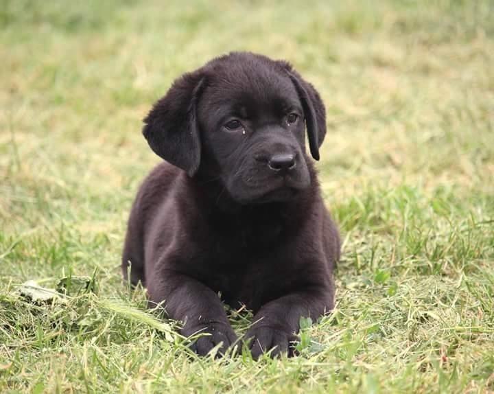 Labradori