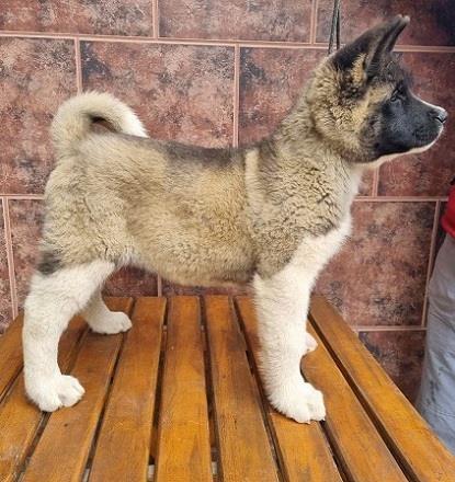 Američka-akita--štenci