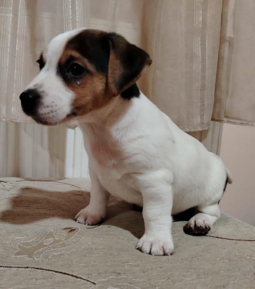 JACK-RUSSELL-TERIER-Tarik-i-Troja
