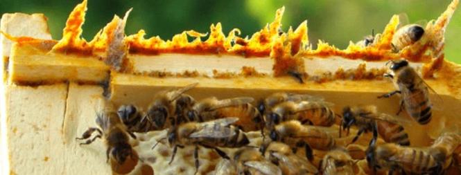 Vršim otkup propolisa - propolis