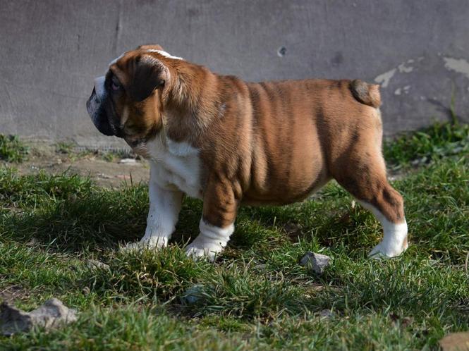 Engleski buldog