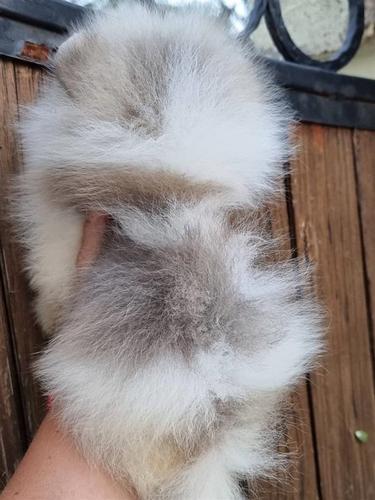 Pomeranac boo