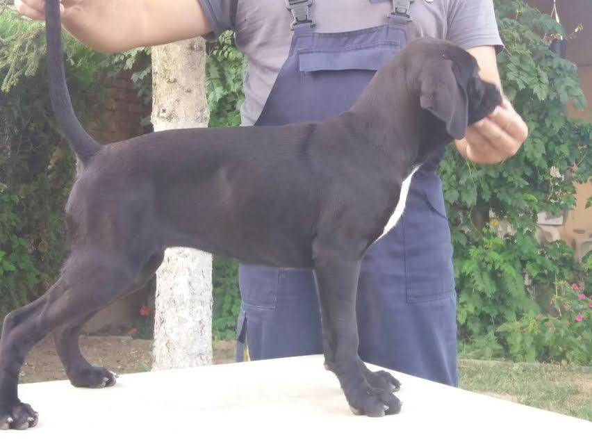 Cane-corso-stenci