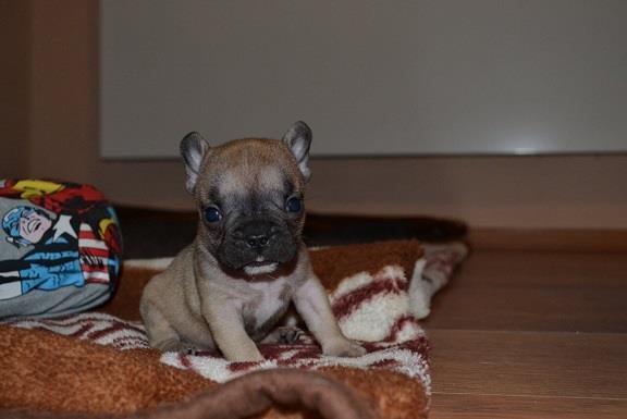 Francuski-buldog