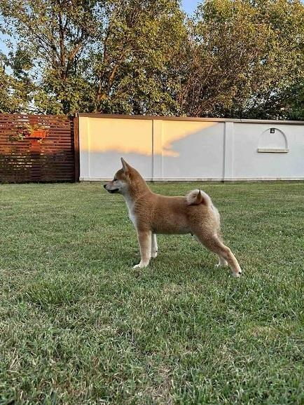 Shiba-Inu-štenci