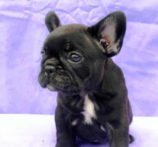 Francuski bulldog