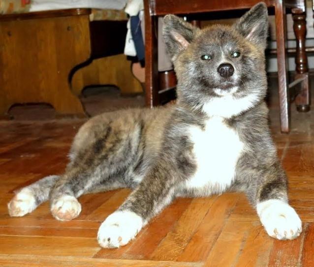 Akita-inu---štenci