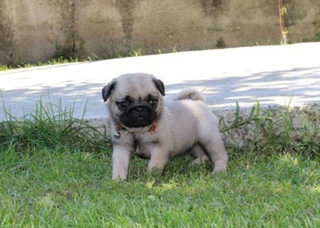 Mops--štenci