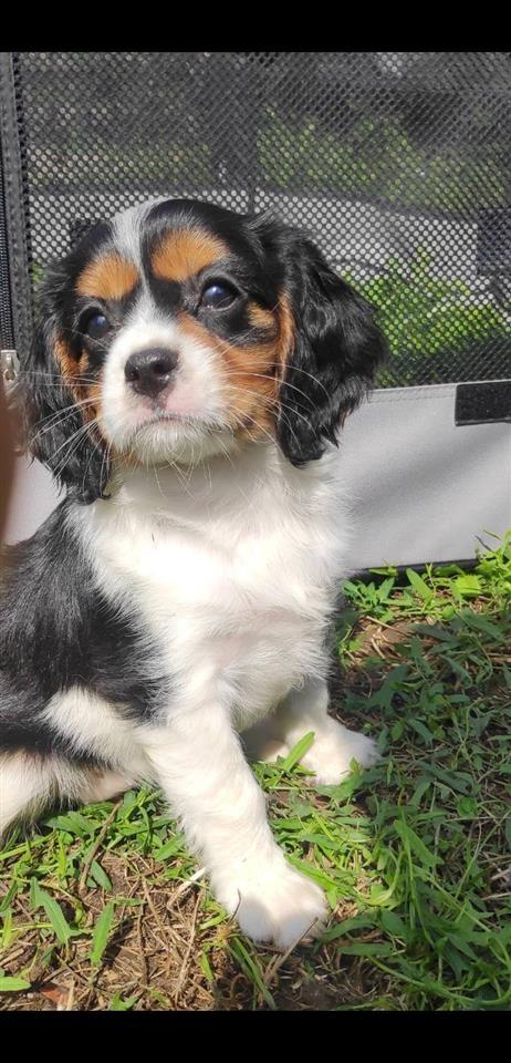 Cavalier-King-Charles-Spaniel