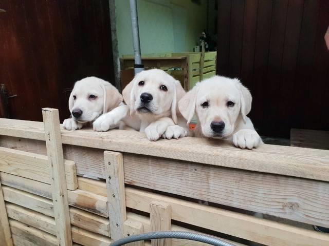 Labrador-retriver--stenci