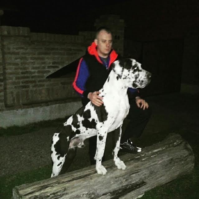 Nemačka-doga