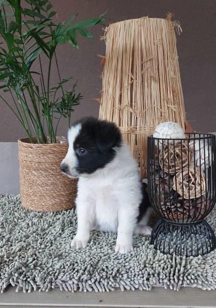 Border-koli-collie-štenci