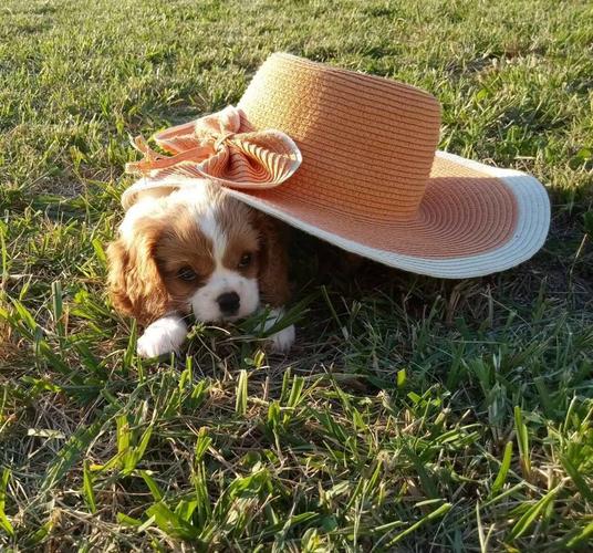 Štenad D legla CAVALIER KING CHARLES SPANIEL