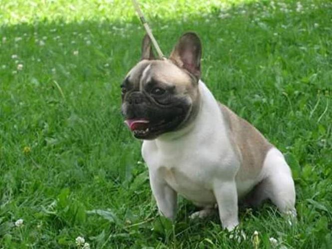 Francuski Buldog 