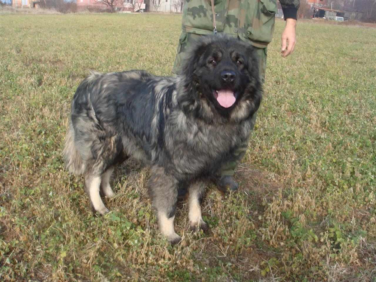 Sarplaninac