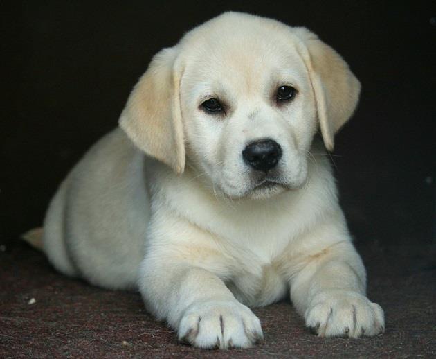 Labrador-stenci