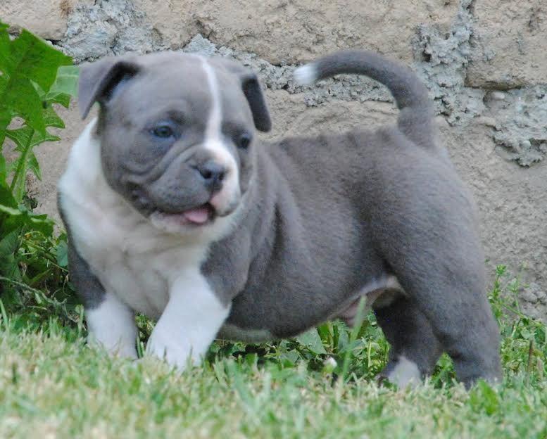 American-bully-pocket-micro