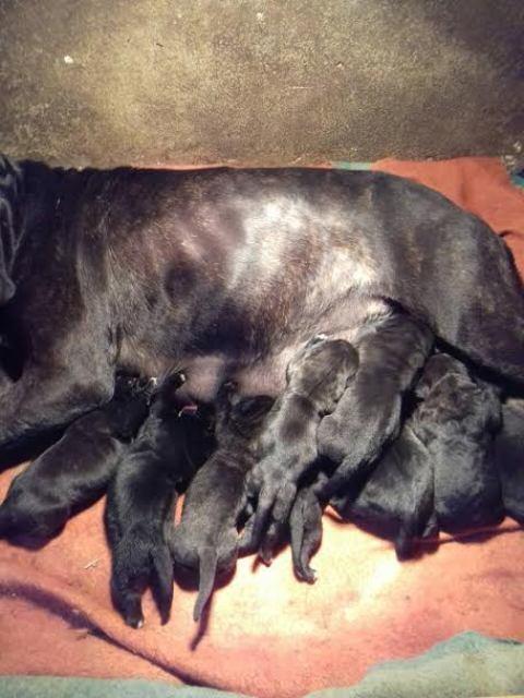 Cane-Corso--štenci-šampionskog-porekla