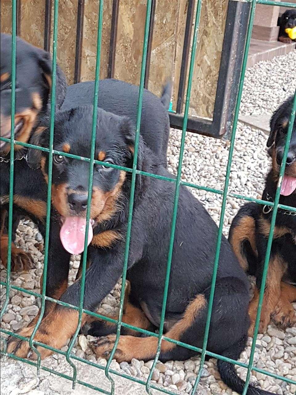 Stenci-rottweilera-na-prodaju