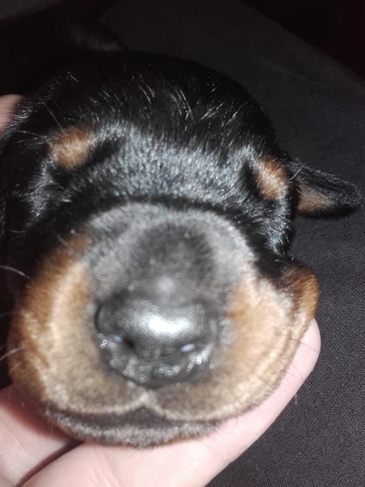 Doberman-štenci-na-prodaju