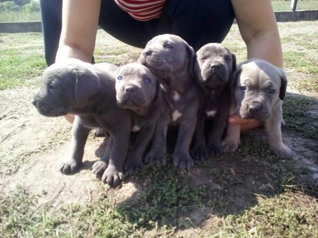 Cane-Corso-stenci