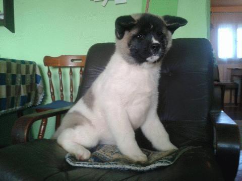 Americka Akita, stenci