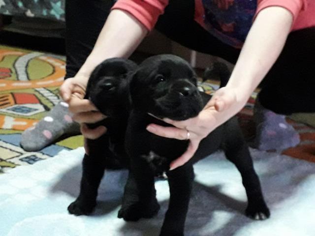 Stenci-CANE-CORSO-