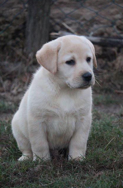 Labrador-retriver--štenci
