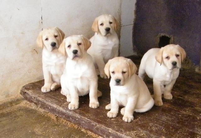 LABRADOR--stenci-iz-odg--Simonis