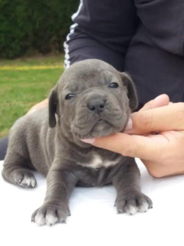 Cane-Corso---muški-štenci