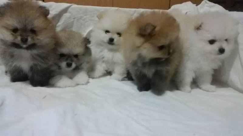 Pomeranski-spic--predivna-stenad