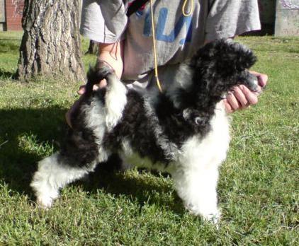 PUDLA-crno---bela