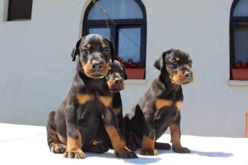 Doberman-štenci