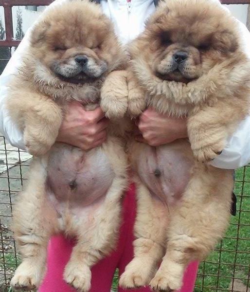 Kvalitetni-Chow-Chow-stenci