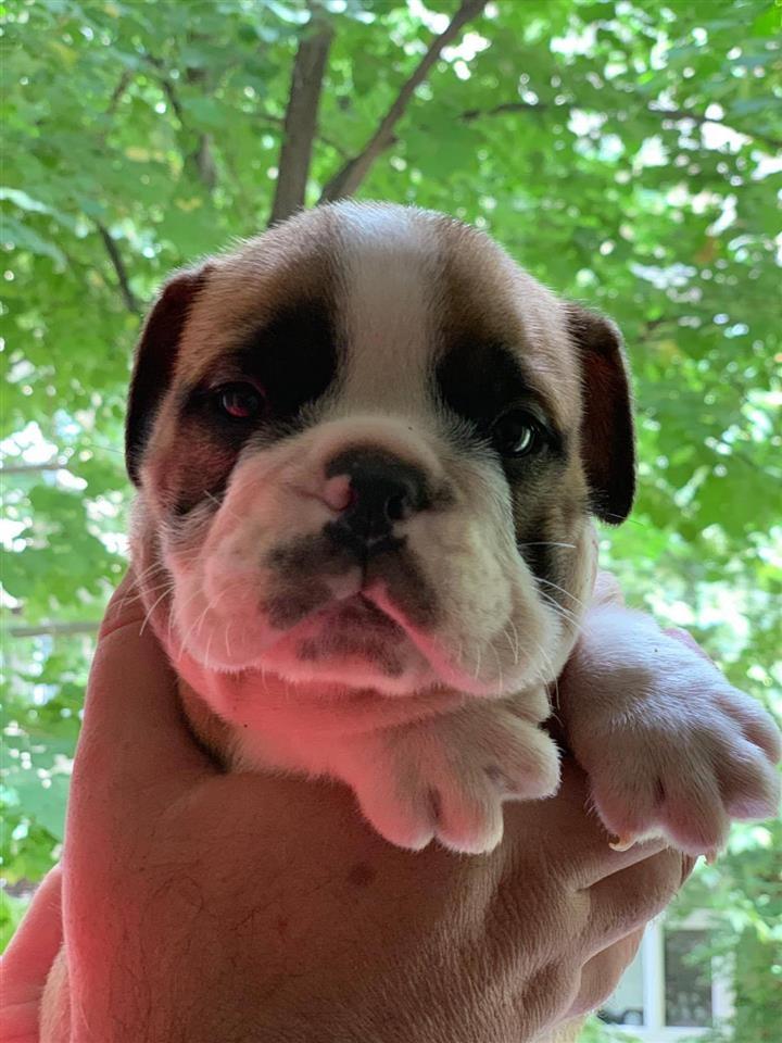 Engleski-Buldog