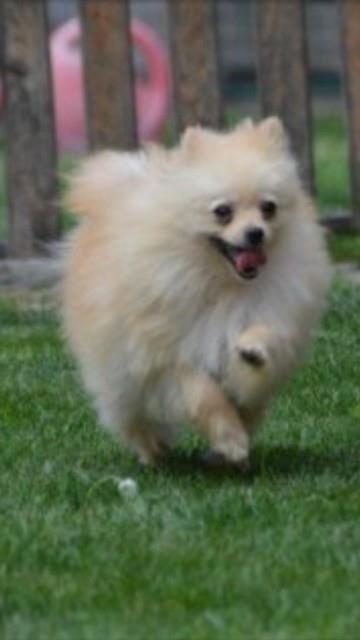 Pomeranski-spic--zensko-stene