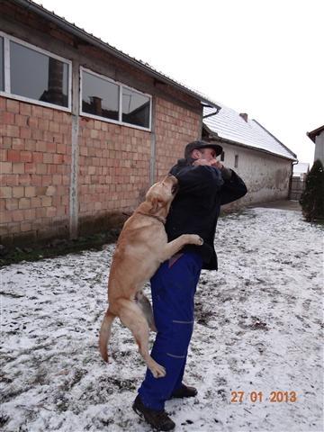 Labrador retriver