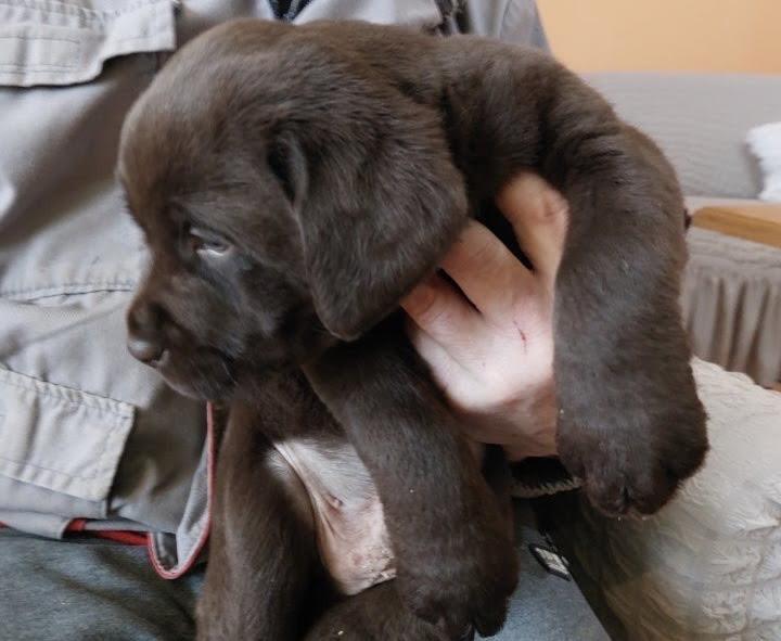 Čokoladni-Labrador-štenci