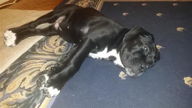 Izuzetno stene Cane Corso