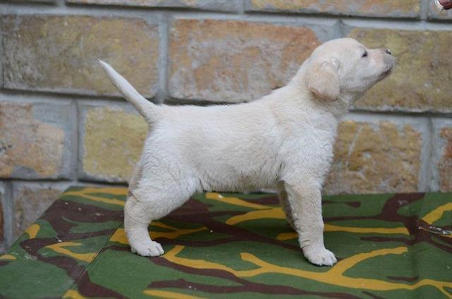Labrador stene