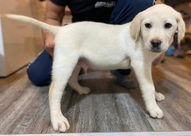 Labrador-štenci