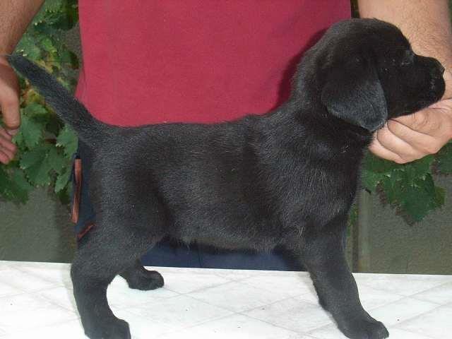 Labrador-retriver-stenad