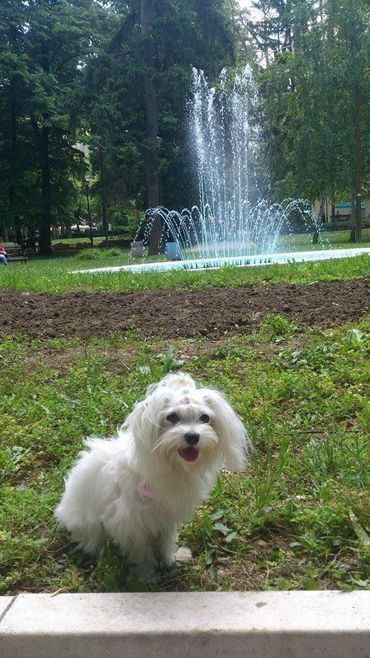 Maltezer