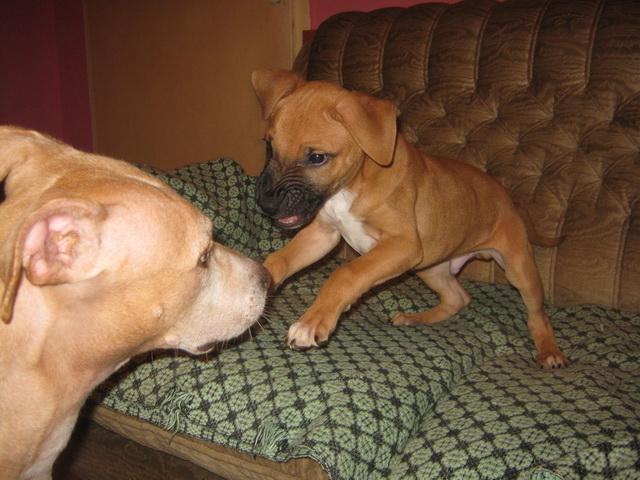 musko-stene-PIT-BULLa