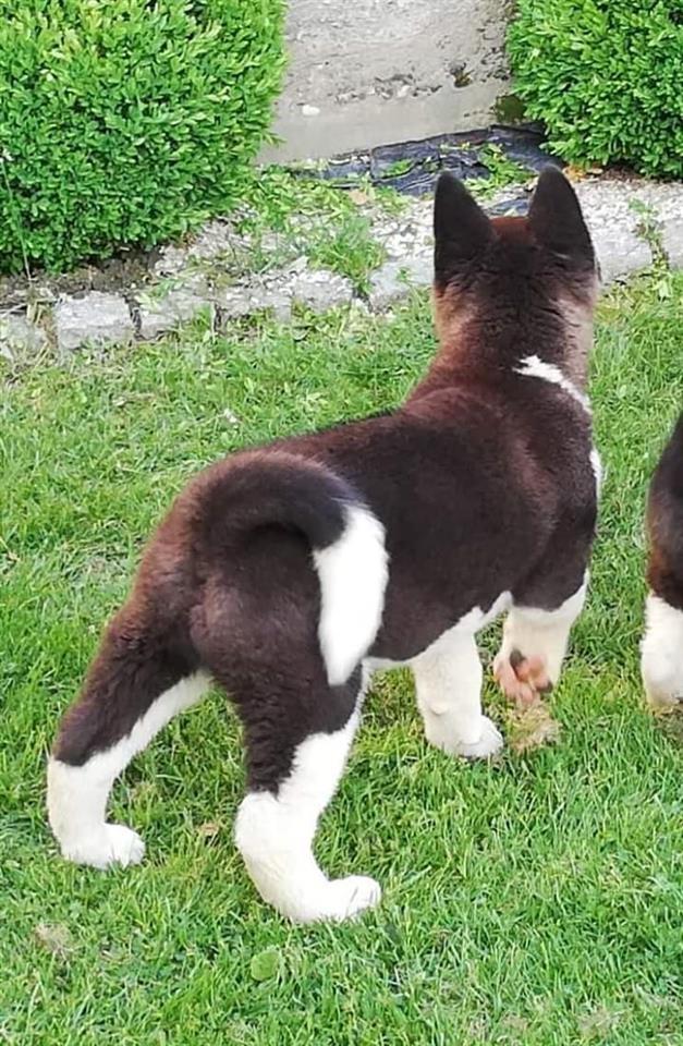 Američka-akita